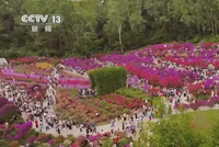 “公园+全运”打造赏花新体验